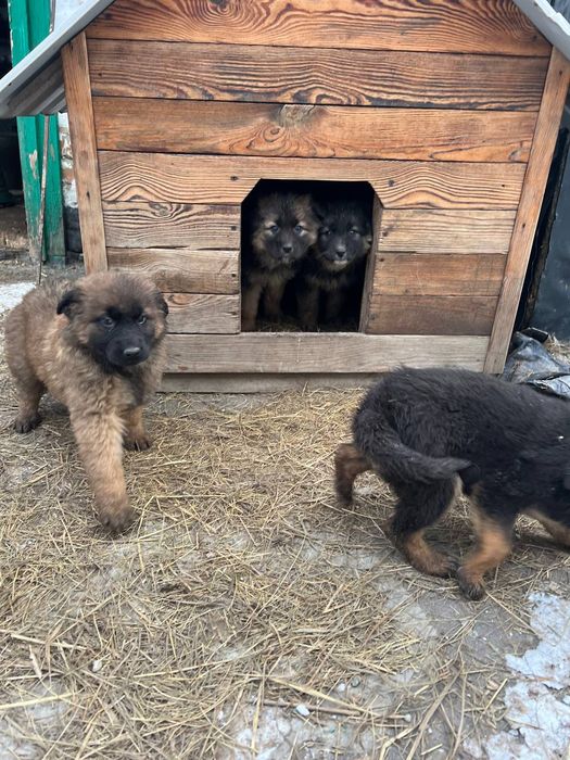 Віддам в добрі руки метиси німецької вівчарки