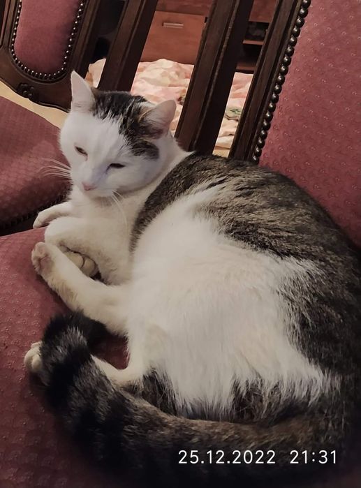 Poszukiwany  kot Maniek