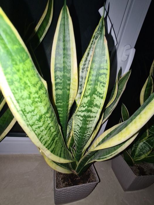 Sanseweria kwiat doniczkowy