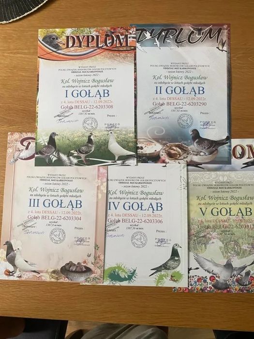 Młode gołębie po mistrzowskiej hodowli