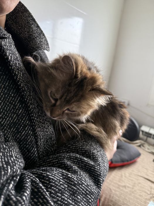 Кішка шукає дім з притулку в добрі руки кошка