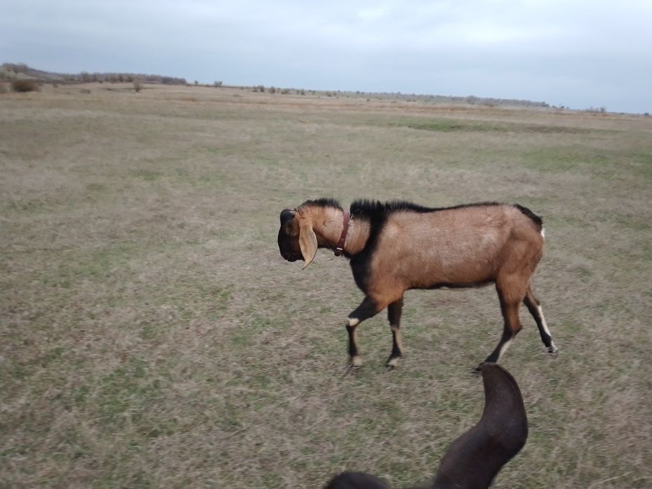 Супер хлопчик козлик Оскар
