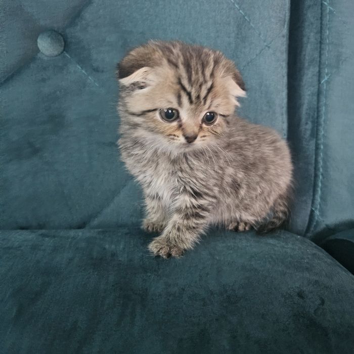 Британський хлопчик