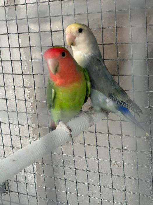 Agapórnis casal novo disponível