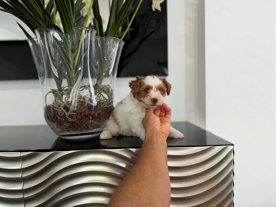 Yorkshire Terrier  Miniatura FEMEA BRANCA E CHOCOBERRY TAN de olhos azuis