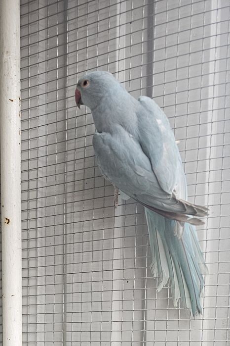 Ring neck azul canela portador cc.