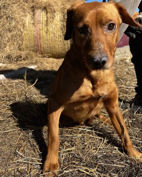 Pies piesek mieszaniec