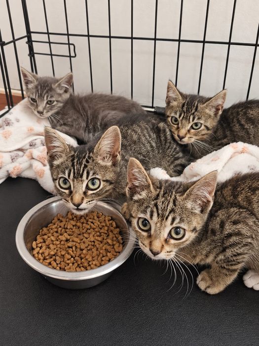 Gatinhos para adoção responsável