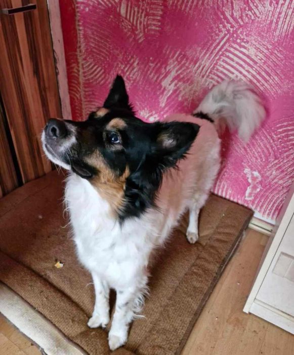 Czarek potrzebuje nowego domu