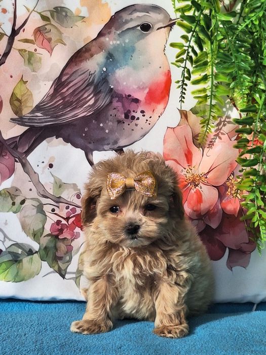 Maltipoo mini mini piesek z certyfikatem