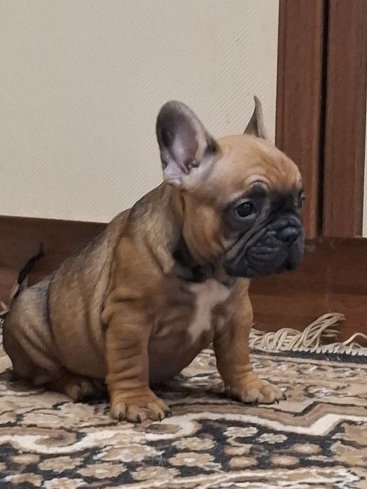 Бомбезні французики