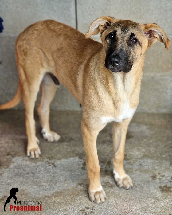 TED - Cãozinho hiper meigo para adoção