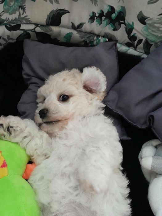 Bichon frise chłopiec