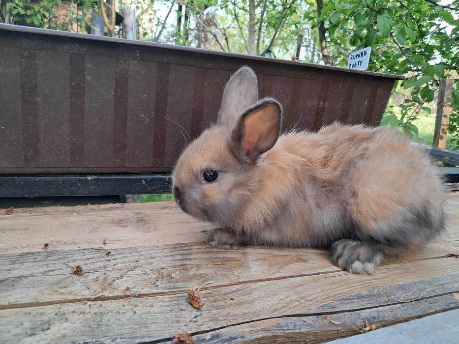 zwierzeta dwumiesieczne kroliczki miniaturki baranki