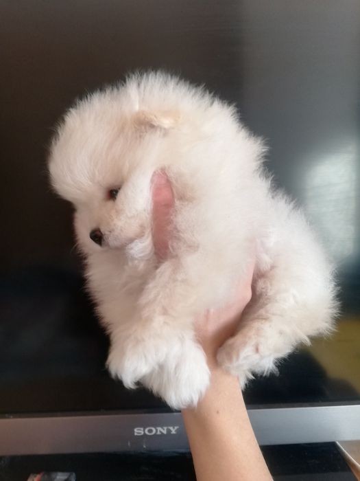 Мішкі_мішкі, Львів.