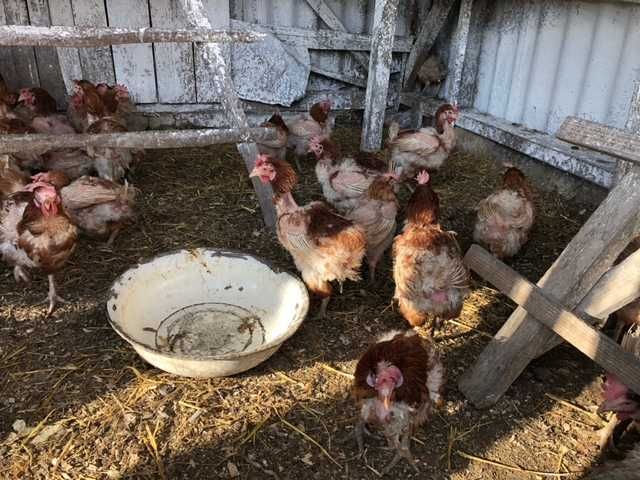 Продаю кури та качки