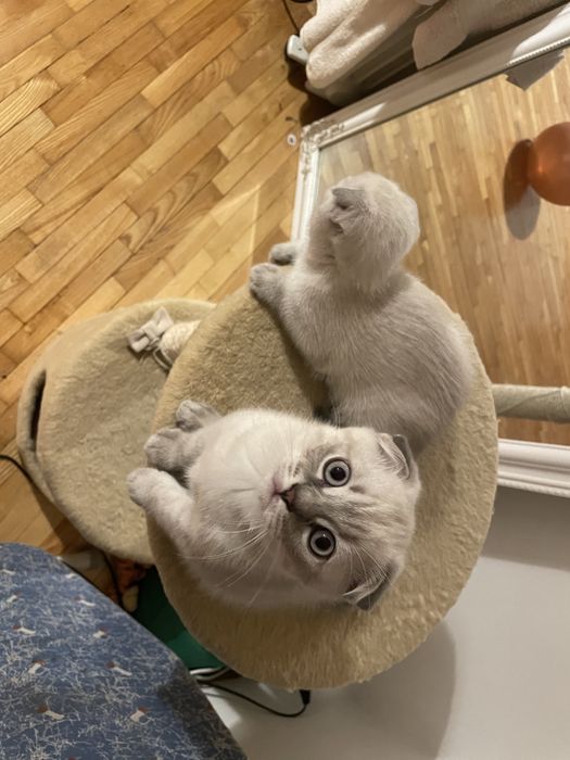 Висловухі шотландські кошенята Blue Lynx Point