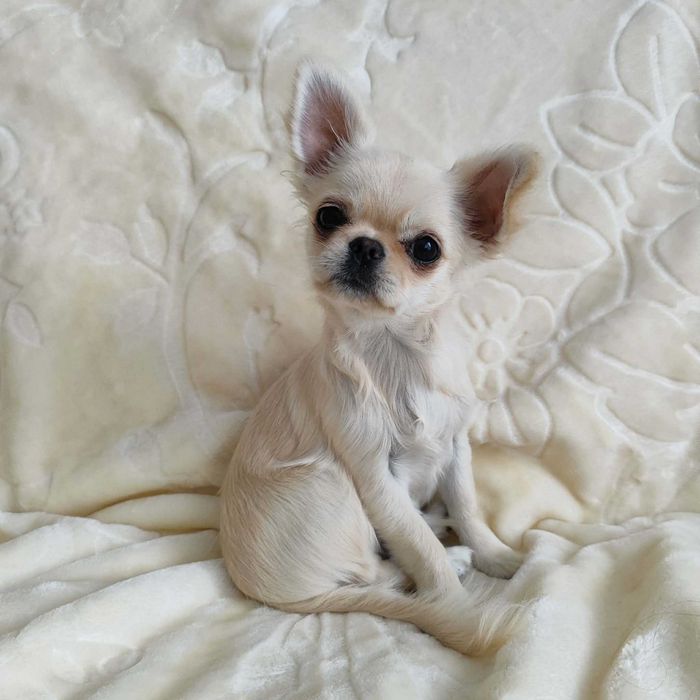 Piesek długowłosy chihuahua ZkwP FCI