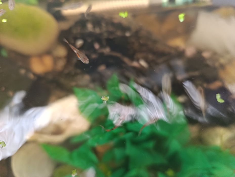 Guppies variedade despachar