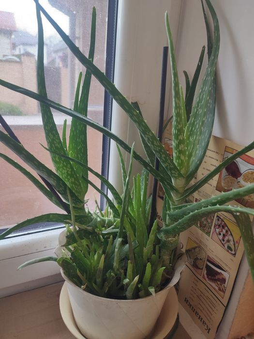 Вазон алоє Вера 5 років ліки від багатьох хвороб