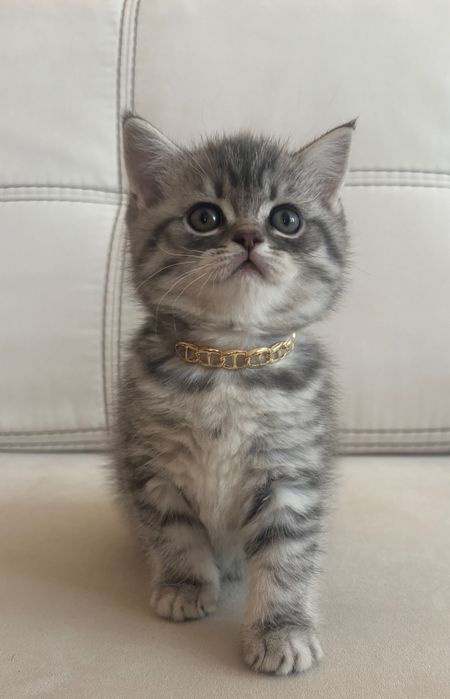 Британський котик.