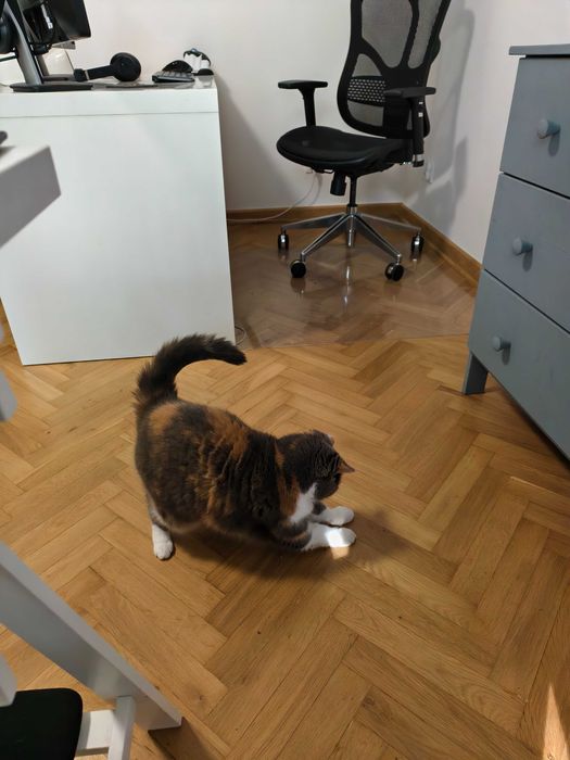 Petsitter, opieka nad kotem