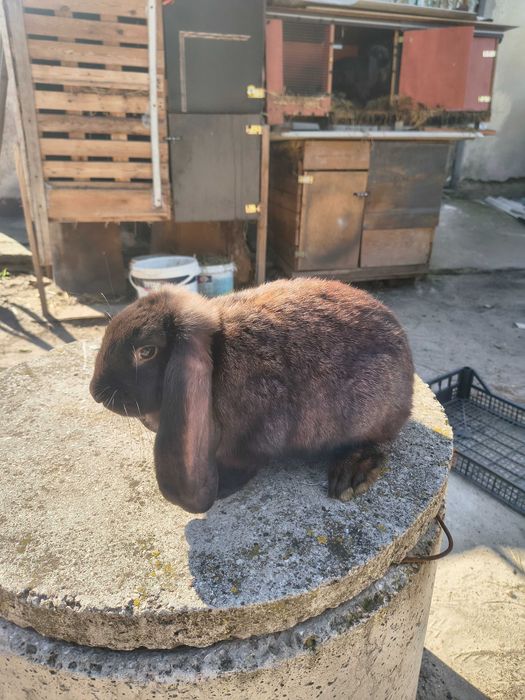 Królik baran francuski samiec