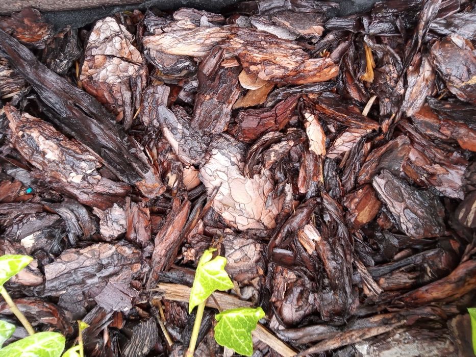 Kora sosnowa żwir ozdobny układanie kostki brukowej