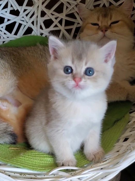 Ласковые и ручные малышики,  котята золотая шиншилла.