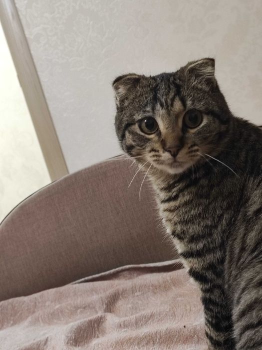 Вислоухий кіт  чекає на добру людину