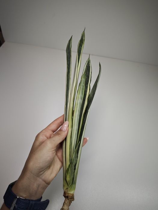 Sansevieria Bogor