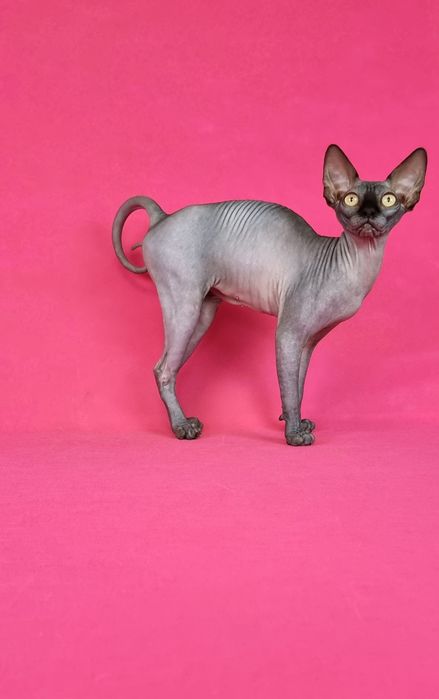 Кошеня породи сфінкс . Дівчинка.