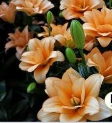 Лілії різних сортів та кольорів