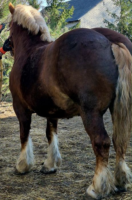 Sprzedam klacz zimnokrwiste