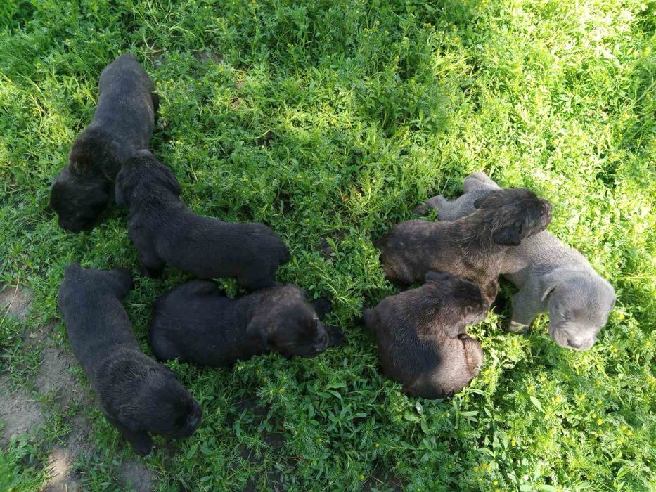 Продам цуценят Кане-Корсо