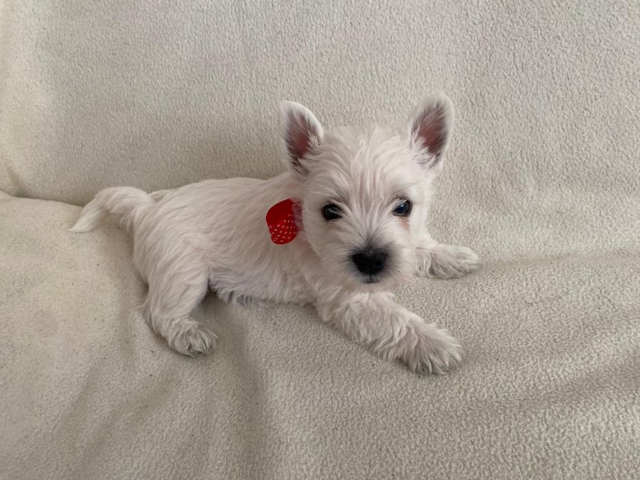 West Highland White Terrier