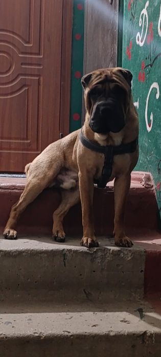 Активний кабель в пошуку нареченої