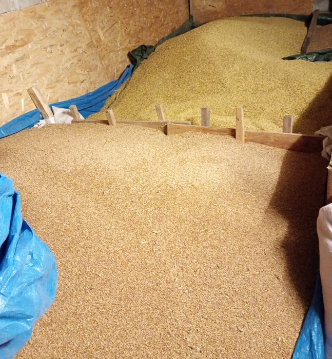 Sprzedaż tego roczne suche  zboża ,przenzyto owies ,owies