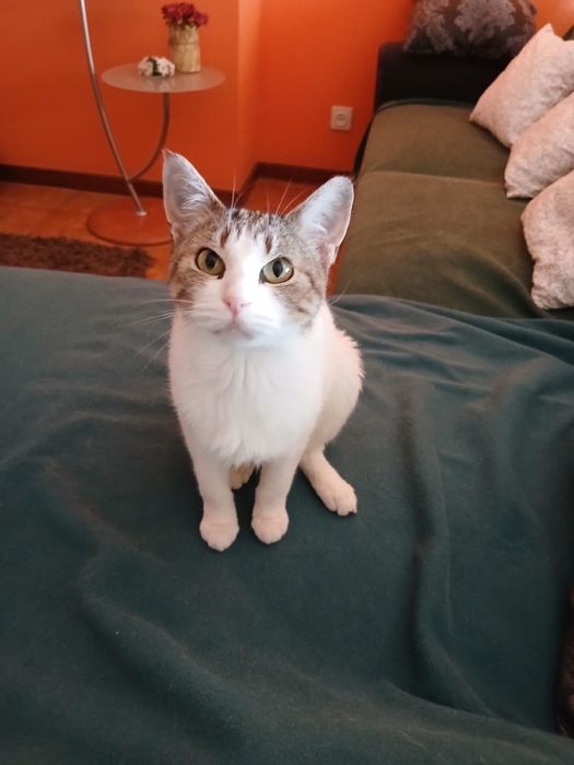 Gata para adoção responsável