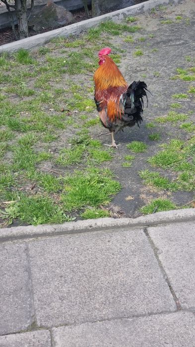 7 Miesięczny Kogut Zielononóżka, Zielononóżki  Zabrze