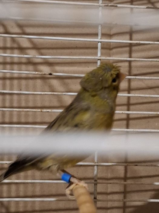 Клетки для канареек