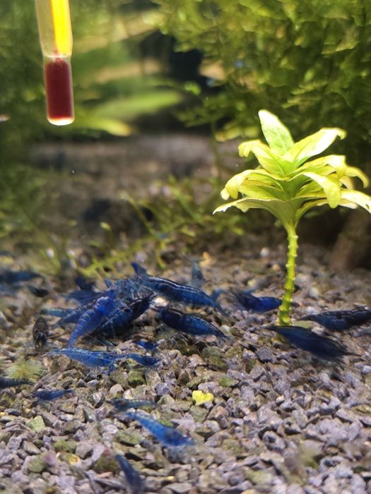 Krewetki blue velvet