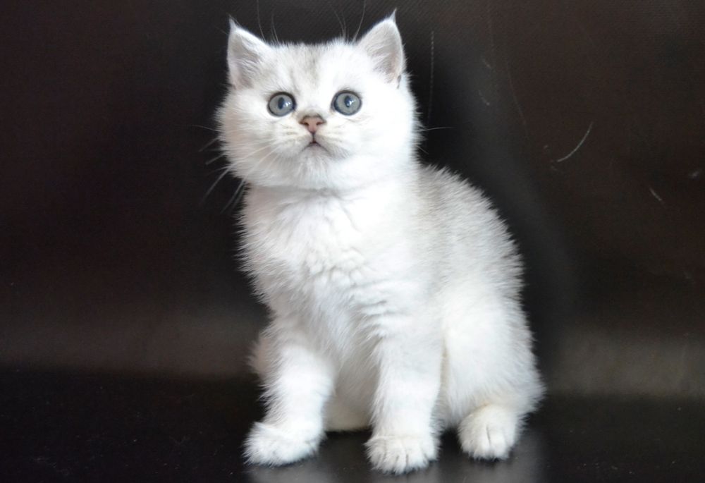 Серебристые зеленоглазые шиншиллы