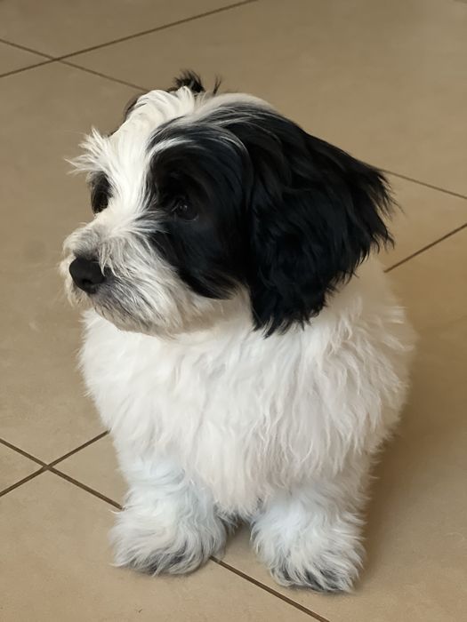 Продаю унікальне цуценя