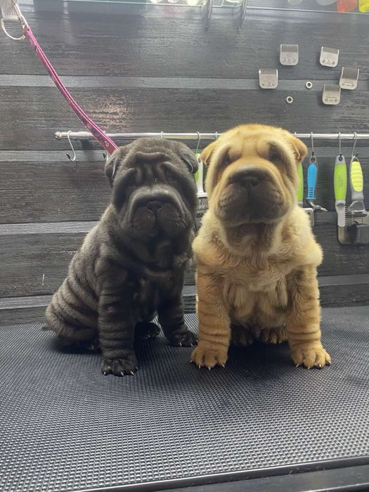 Продам дівчинку та песика породи Шарпей