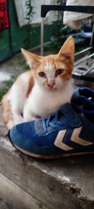 Віддам кошенят в добрі руки,лише Львів