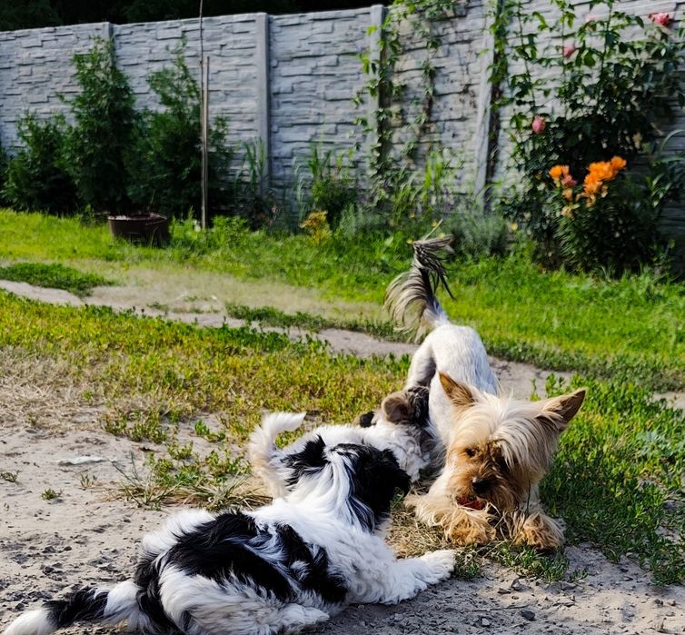 Yorkshire terrier suczka Biewer gotowa do odbioru !