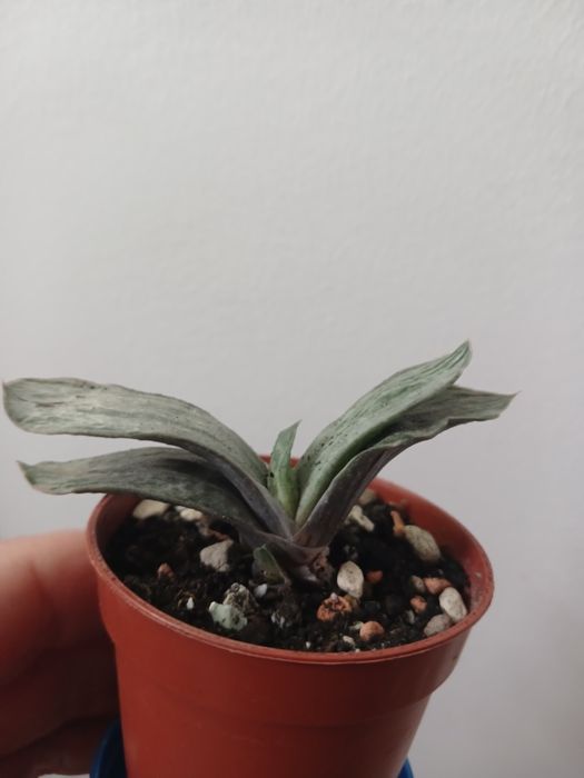 Яскрава міні гастерія варієгатна.Гаст.Ліміфолія.