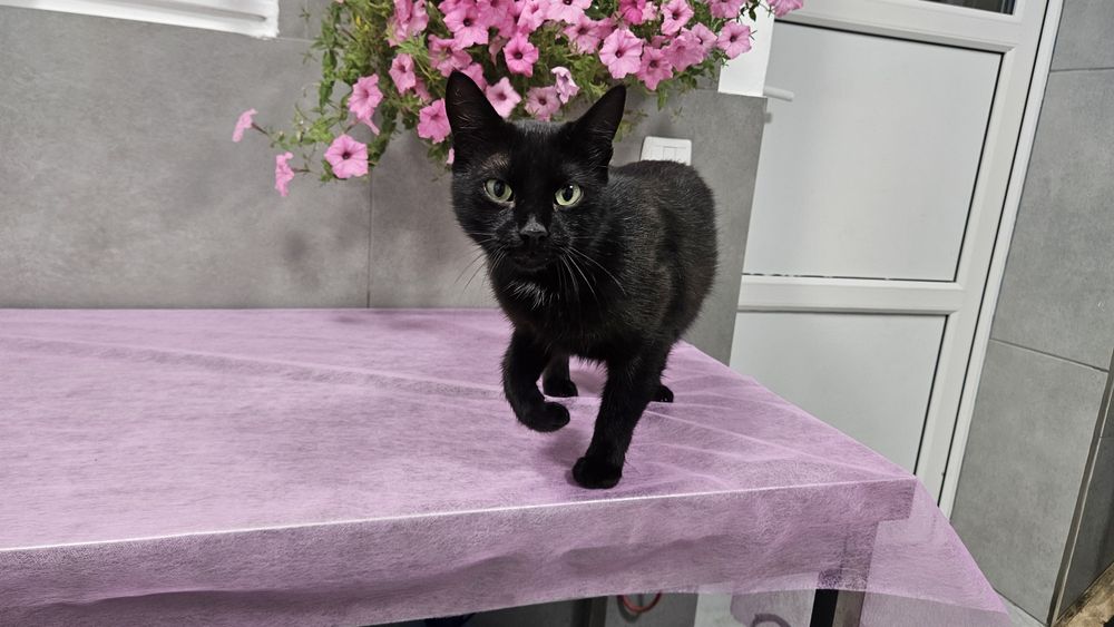 Чорна киця в добрі руки! Стерилізована