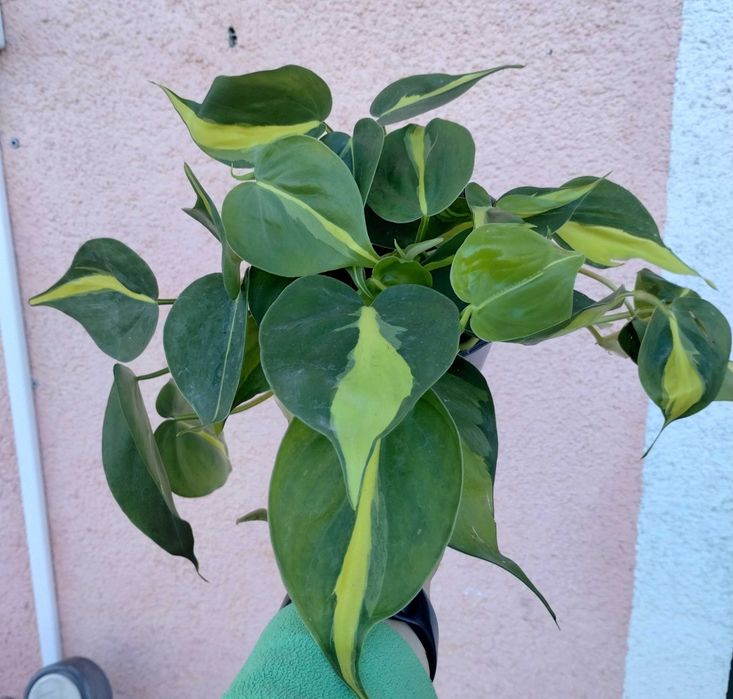 Philodendron scandens Brasil SADZONKA fi 12 / 25 cm
